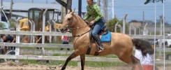 Suplemento para cavalos de competição: Entenda a importância